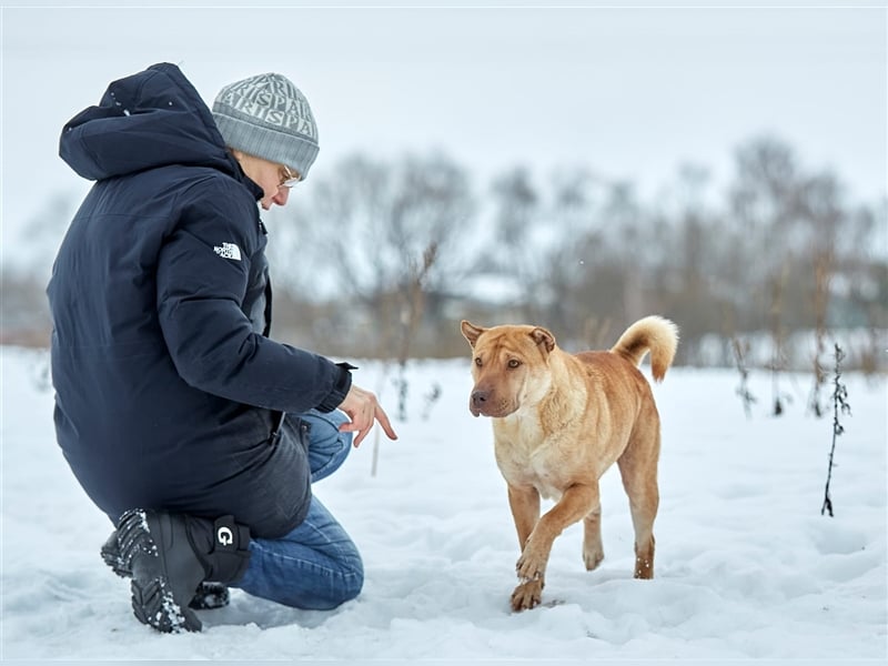 Shar-Pei-Mischling Bonya❤️sucht erfahrene Menschen