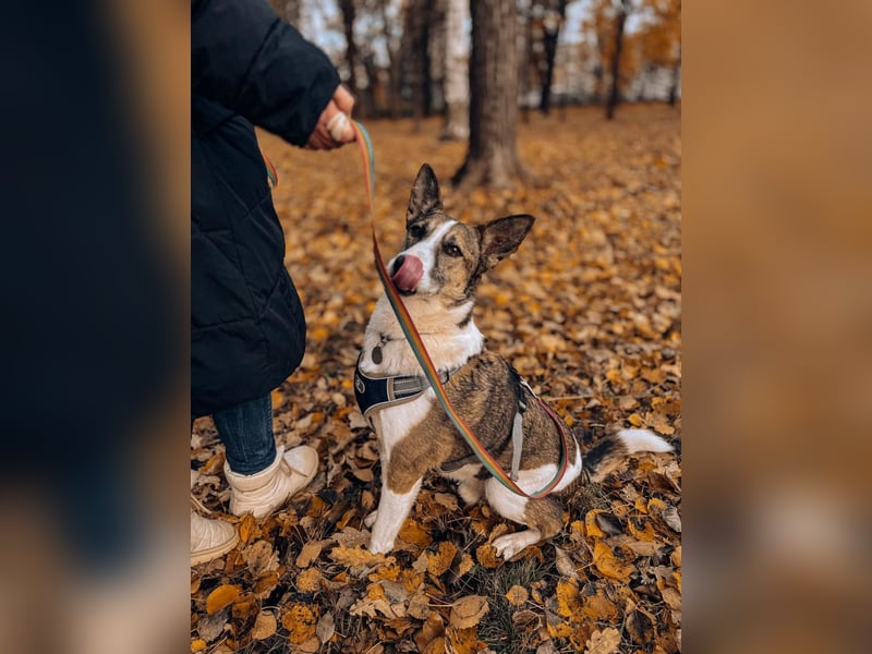 Kasper ❤️ Treuer Begleiter sucht seine Bezugsperson