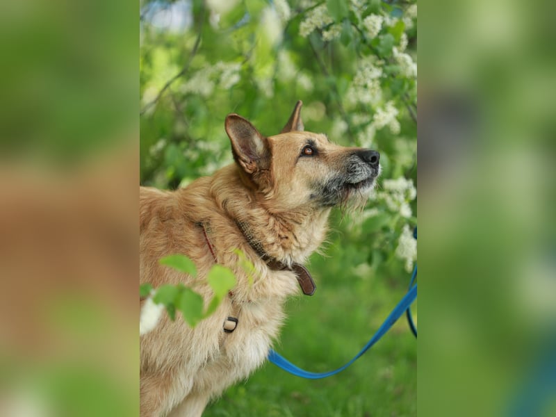 Charaktervoller Rüde Max ❤️ aus dem Tierschutz sucht endlich sein Glück