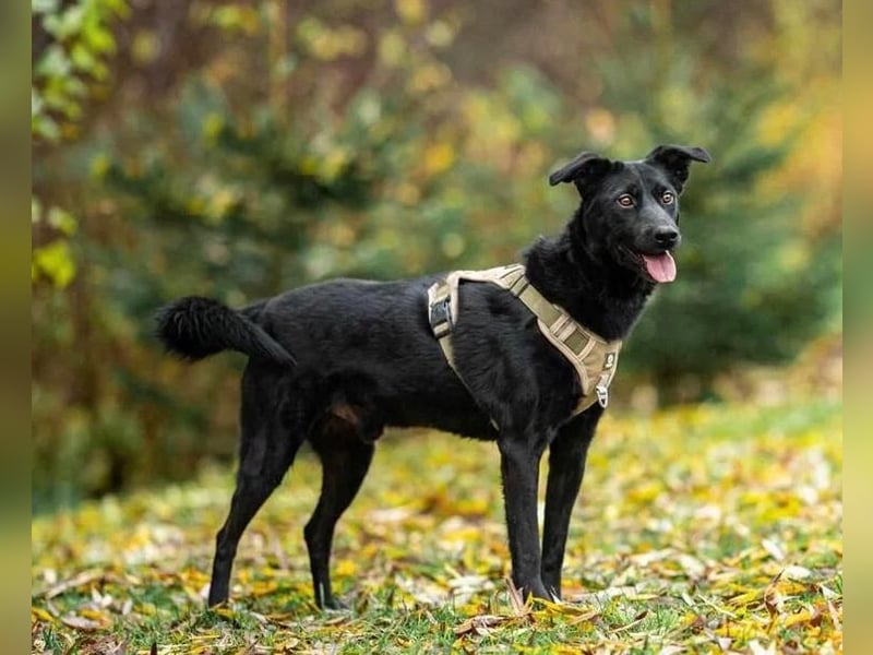 Stepa ❤️ sucht sein Zuhause