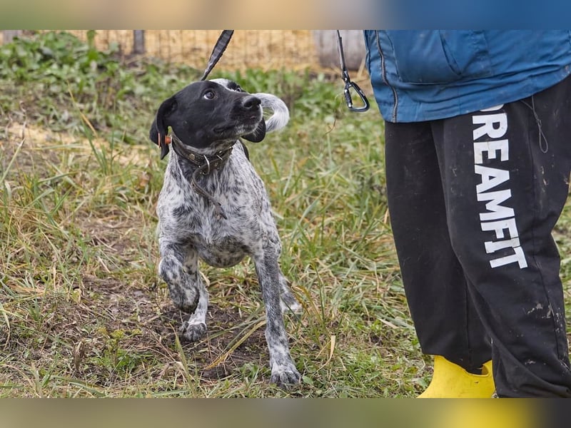 Piggy ❤️ - Aktiver Mischlingsrüde sucht seine Menschen