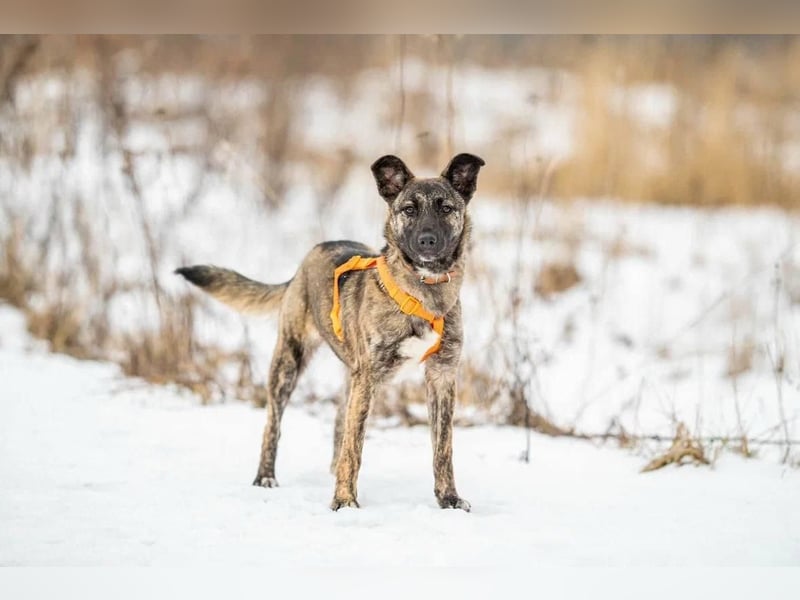 Aktive und lebensfrohe Junghündin Mia ❤️ sucht ein Zuhause mit Bewegung