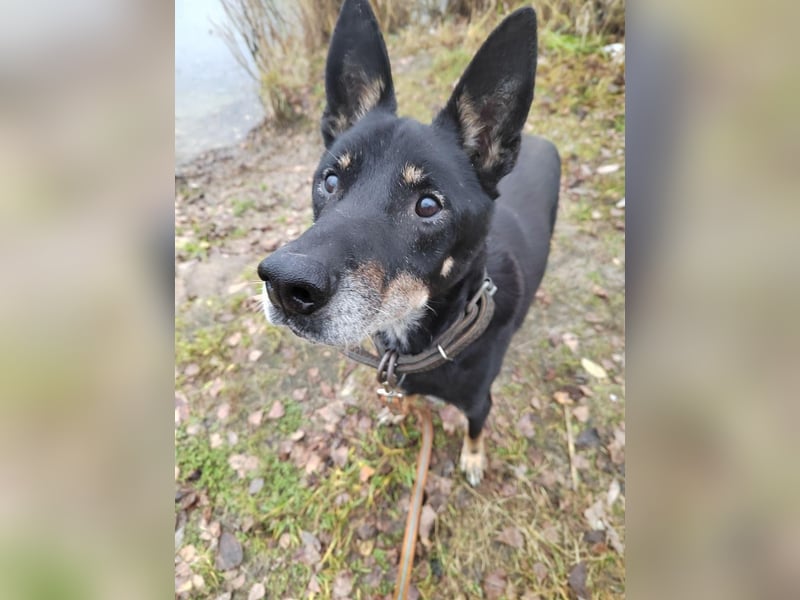 Misha ❤️ Hundeopi mit schwerem Schicksal sucht Geborgenheit Misha ❤️ Hundeopi mit schwerem Schicksal sucht Geborgenheit