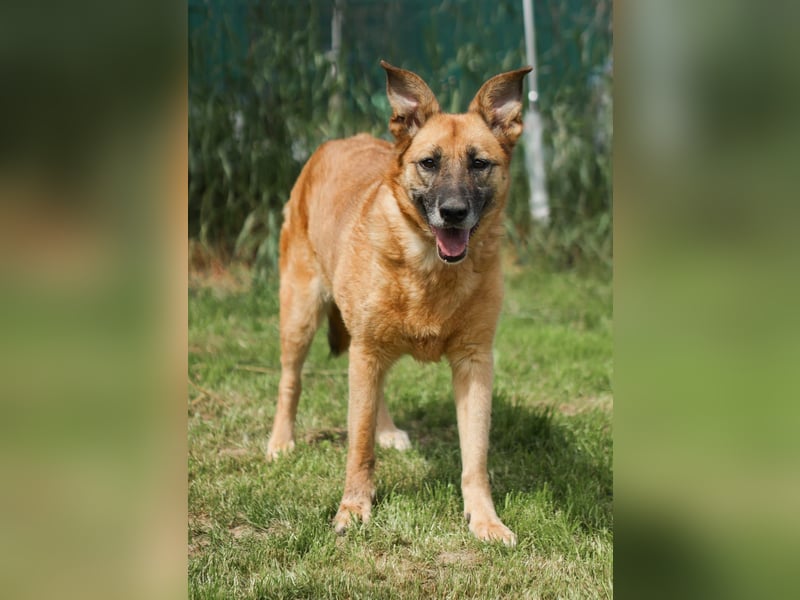 Herzenshündin Cherry ❤️ sucht ihre Menschen