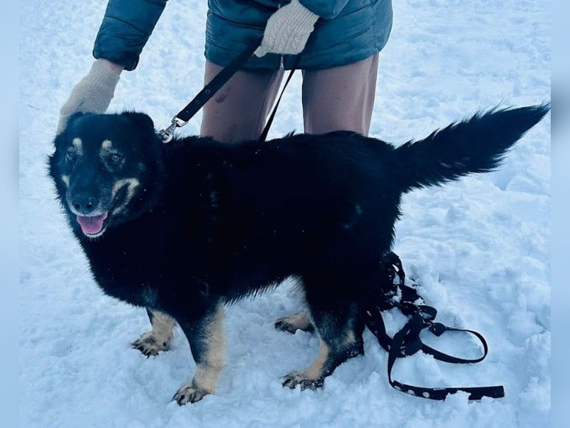 Plusha ❤️Frohnatur sucht Herzensmensch