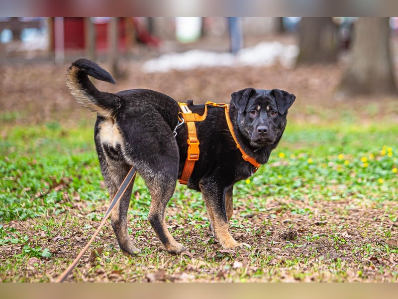 Ruta ❤️ aktive junge Hündin mit großem Herz sucht ihr Zuhause