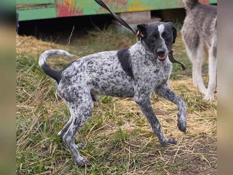 Piggy ❤️ - Aktiver Mischlingsrüde sucht seine Menschen