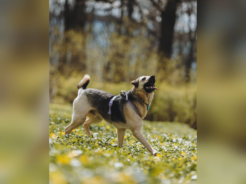 Vincent ❤️ treuer Begleiter sucht Menschen mit Herz und Verständnis