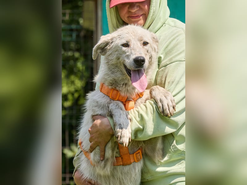 Darya ❤️ Sanfte Hündin sucht ein Zuhause mit Geduld und Verständnis