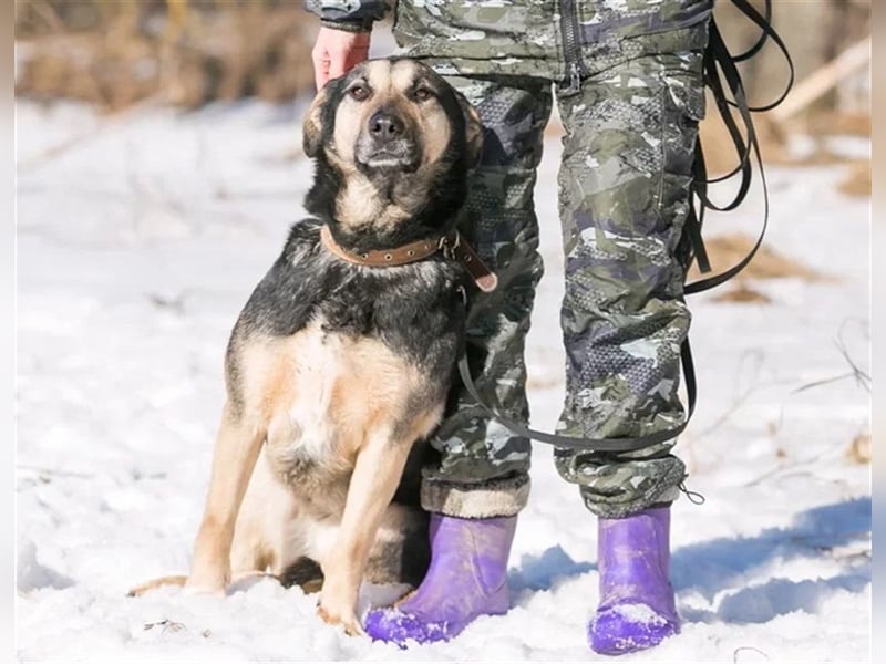 Ruhe und Liebe: Lisa❤️sucht ein warmes Körbchen
