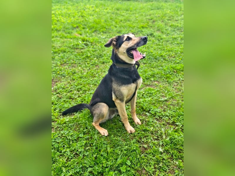 Verspielter und lebensfroher Lucky ❤️ sucht seine zweite Chance