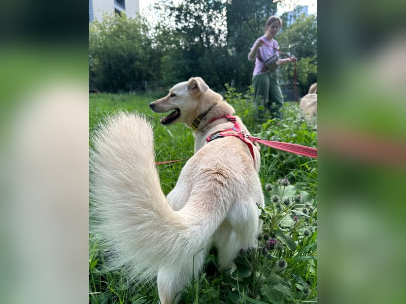 Assol ❤️ sanfte Seele sucht freundliches Zuhause