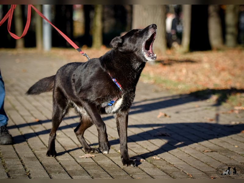 Starker Rüde King aus dem Tierschutz sucht standfeste  Menschen
