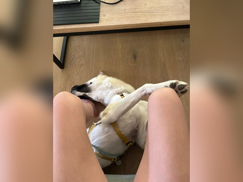 Tierschutzhund Gorbi❤️auf Pflegestelle in 87648 Aitrang