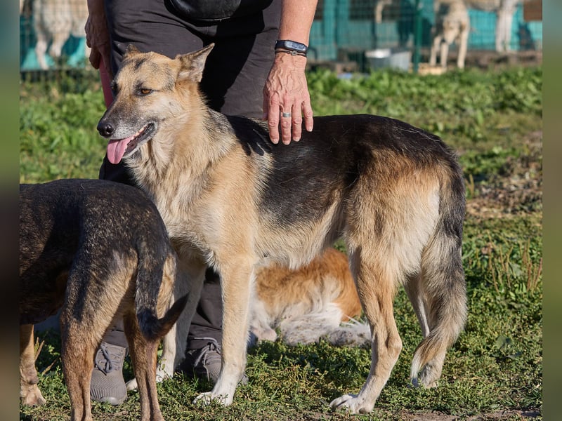 Linda ❤️ intelligente, treue Begleiterin sucht ihre Menschen
