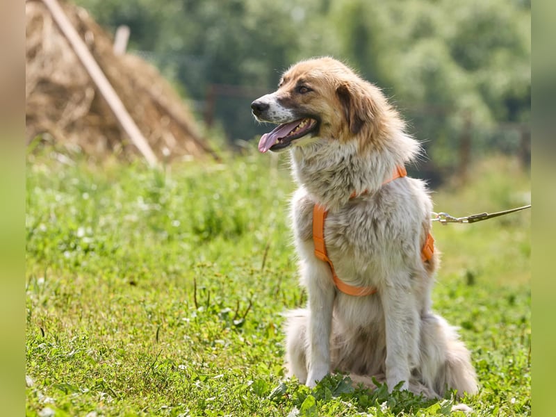 Freundliche verschmuste Beiba ❤️ sucht eine eigene Familie