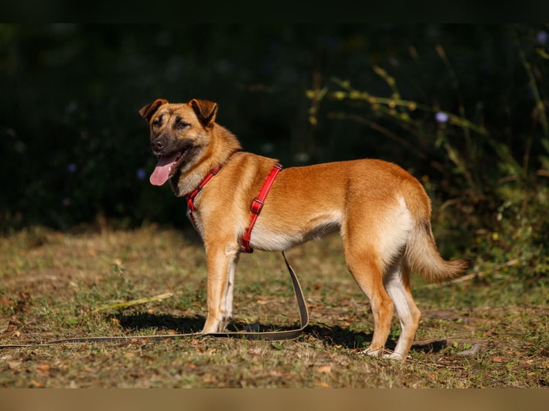 Ariel ❤️ Liebevolle Hündin mit besonderem Charme sucht ein liebevolles Zuhause