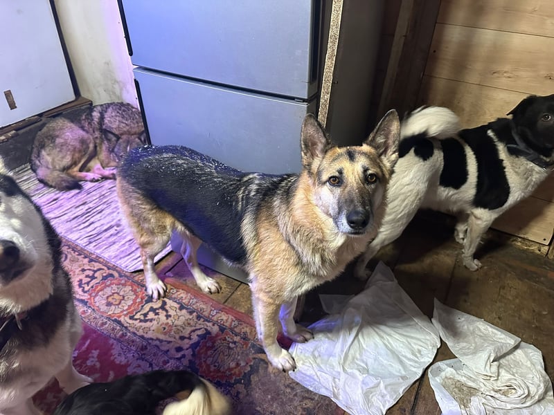 Linda ❤️ intelligente, treue Begleiterin sucht ihre Menschen