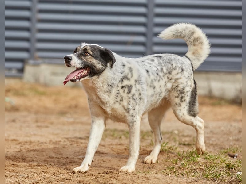 Sanfte Seele Suri ❤️ sucht ihr Für-Immer-Zuhause