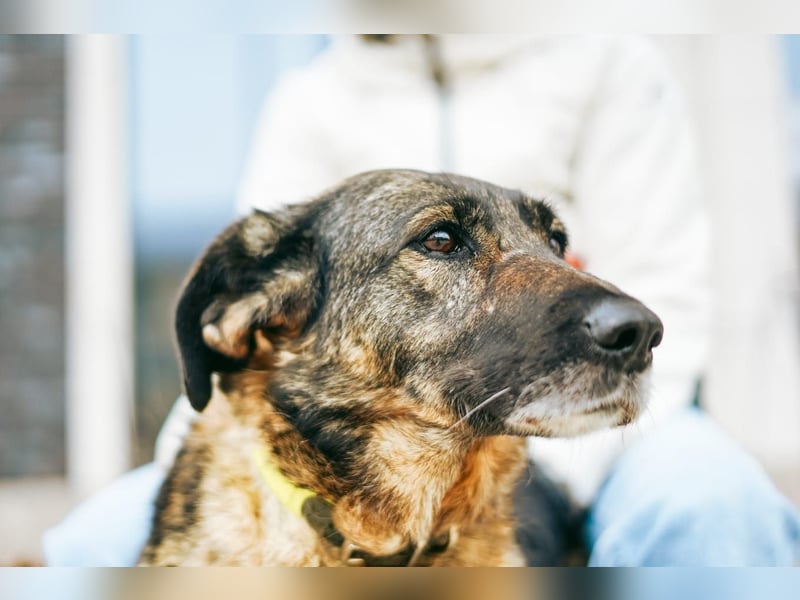 Zauberhafte Zoe ❤️ aus dem Tierschutz sucht ihr Zuhause