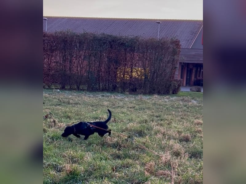 Palfy ❤️ junge, sportliche Hündin mit ganz viel Charme und Persönlichkeit sucht ihre Menschen