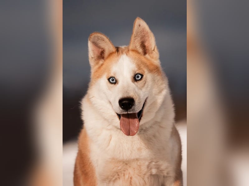 Aktiver und menschenbezogener Bayto ❤️ sucht seine Familie