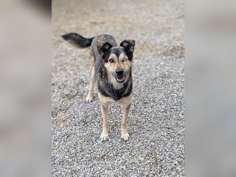 Treue Seele Bonnie ❤️ aus dem Tierschutz in 87648 Aitrang