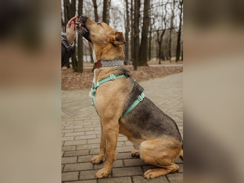 Anhänglicher Tierschutzrüde Mars ❤️ sucht ruhiges Zuhause