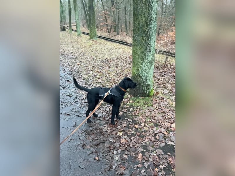 Palfy ❤️ junge, sportliche Hündin mit ganz viel Charme und Persönlichkeit sucht ihre Menschen