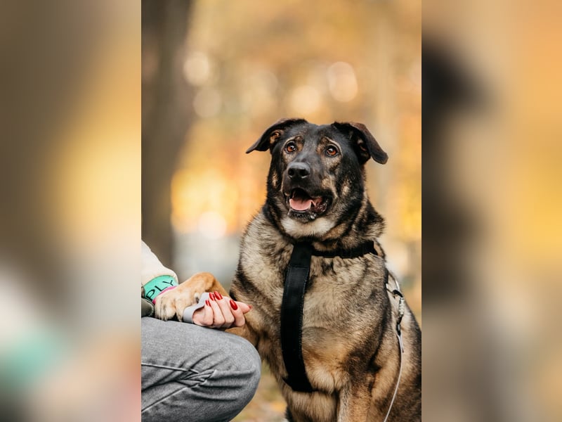 Marik ❤️ souveräner Begleiter mit großem Herz