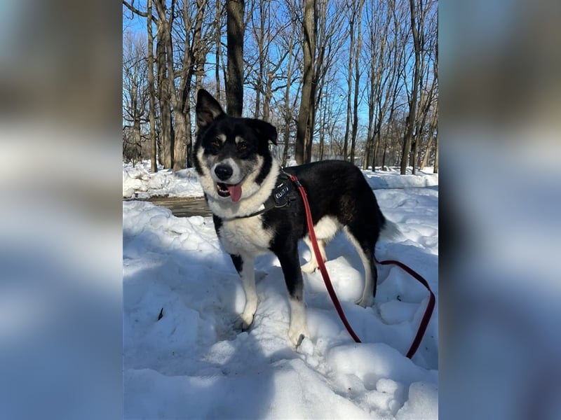 Bobby ❤️ möchte endlich das Tierheim gegen eine Familie tauschen