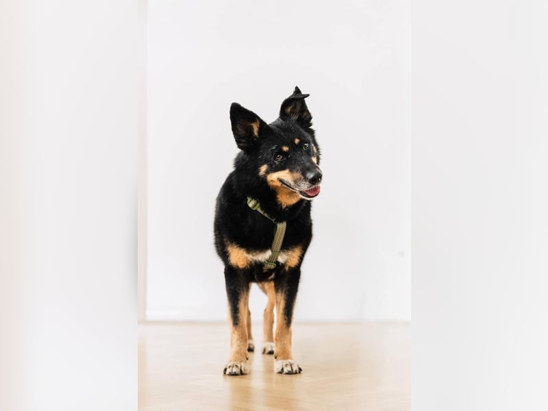 Gelassener Baikal ❤️ sucht eine Familie fürs Leben