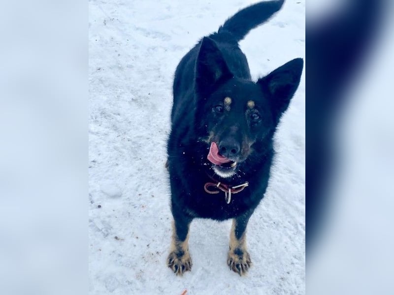 Plusha ❤️Frohnatur sucht Herzensmensch