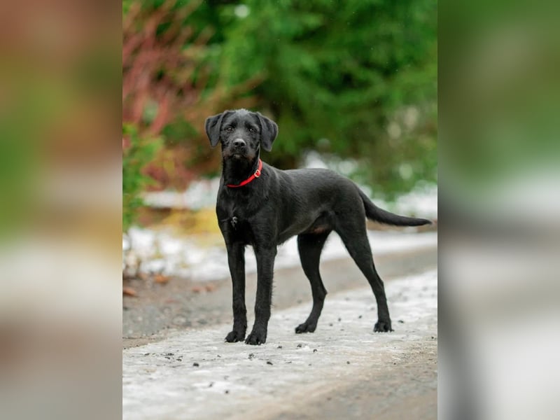 Palfy ❤️ junge, sportliche Hündin mit ganz viel Charme und Persönlichkeit sucht ihre Menschen