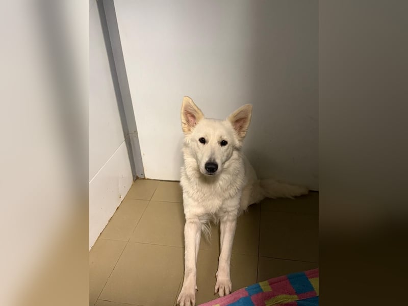 Freundliche Tierschutzhündin Esta  ❤️ in 22085 Hamburg