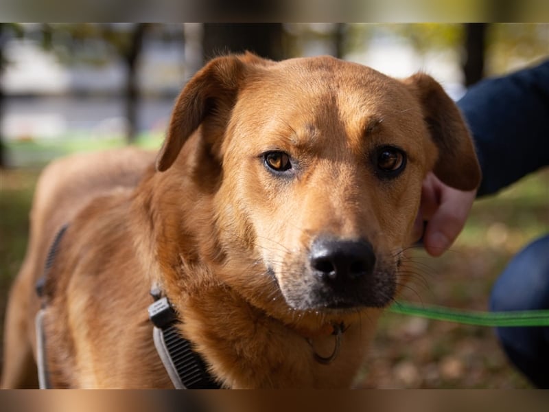 Verschmuster Tierheimhund Djushes❤️sucht seine Herzensmenschen