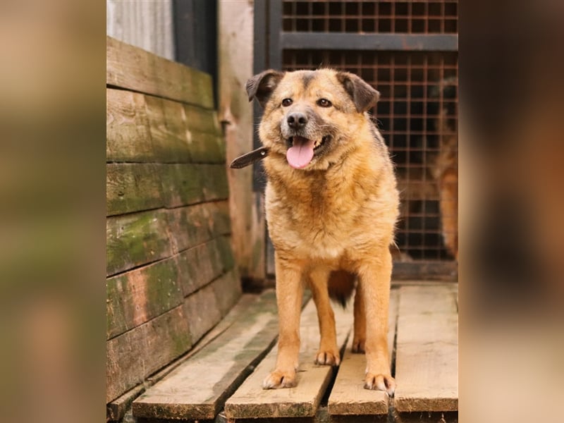 Litta❤️ auf der Suche nach hundeerfahrenen Menschen und einem liebevollem Zuhause