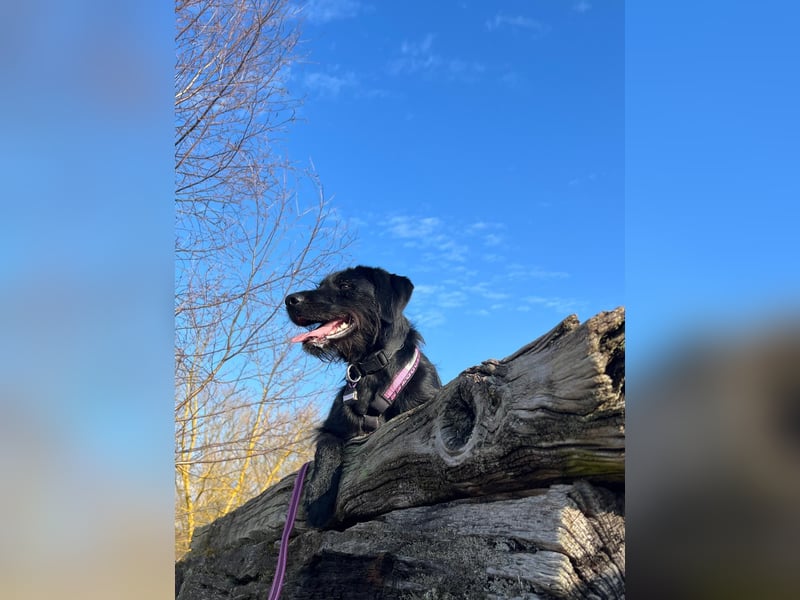 Palfy ❤️ junge, sportliche Hündin mit ganz viel Charme und Persönlichkeit sucht ihre Menschen