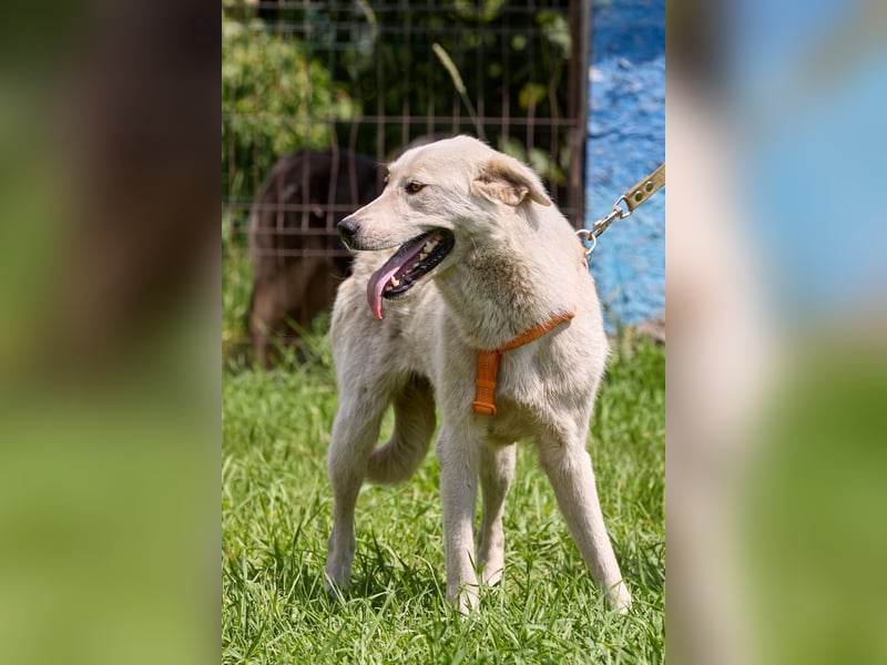 Tamar❤️ Liebevolle Hündin sucht ein Zuhause voller Geborgenheit