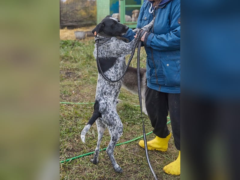 Piggy ❤️ - Aktiver Mischlingsrüde sucht seine Menschen