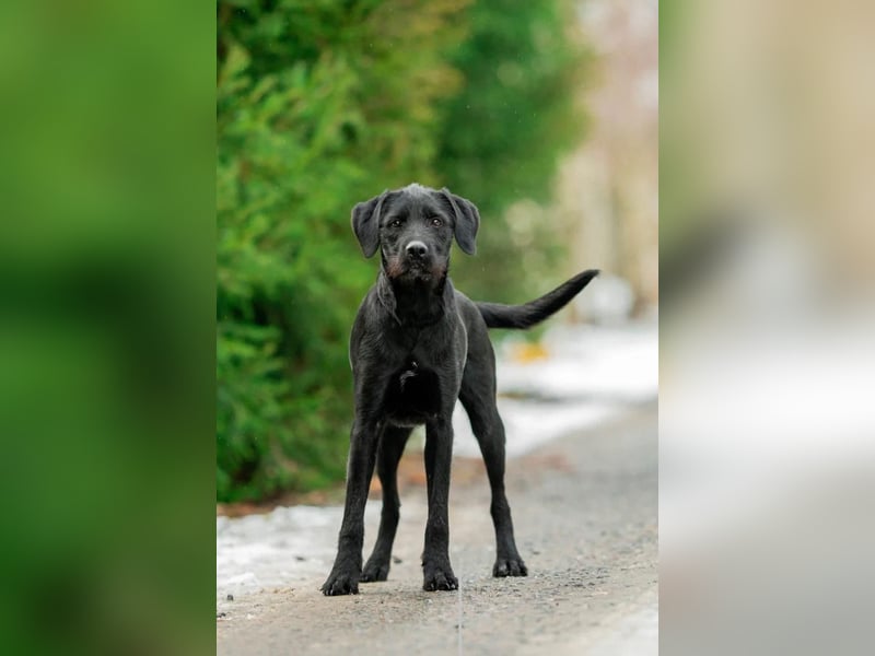 Palfy ❤️ junge, sportliche Hündin mit ganz viel Charme und Persönlichkeit sucht ihre Menschen