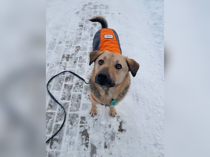 Vincent ❤️ treuer Begleiter sucht Menschen mit Herz und Verständnis