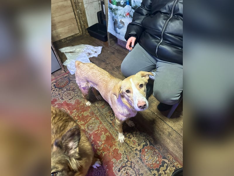 Alik ❤️ Freundlicher und aktiver Rüde sucht ein liebevolles Zuhause