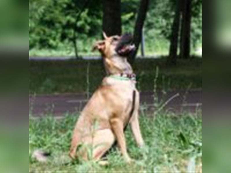 Cherry ❤️ freundliche und liebevolle Knutschkugel sucht Zuhause