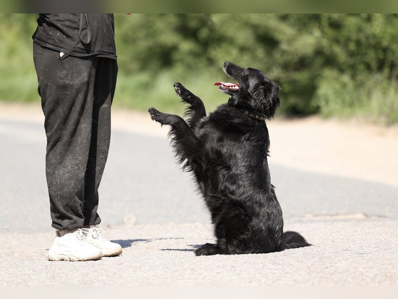 Wundervoller Tierschutzrüde Black Jack ❤️ aus Russland sucht liebevolles Zuhause