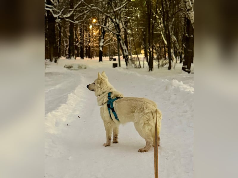 Freundliche Tierschutzhündin Esta  ❤️ in 22085 Hamburg