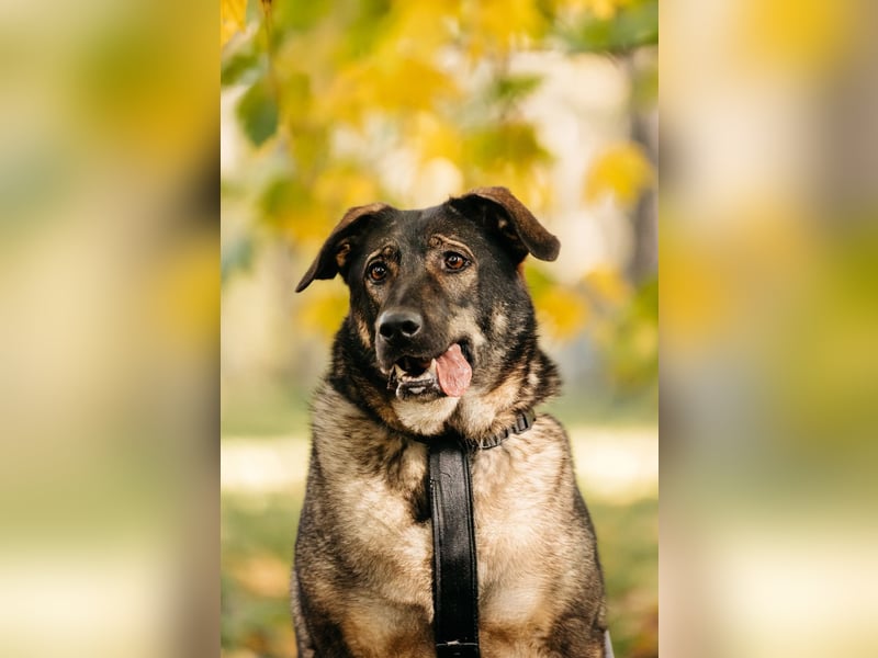 Marik ❤️ souveräner Begleiter mit großem Herz