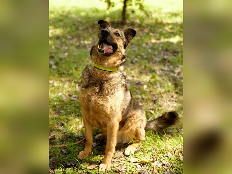 Sanfter Traumhund Yasha❤️befindet sich derzeit auf einer Pflegestelle in 83543 Rott am Inn