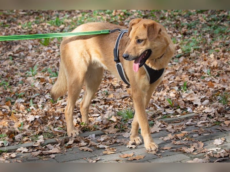 Verschmuster Tierheimhund Djushes❤️sucht seine Herzensmenschen