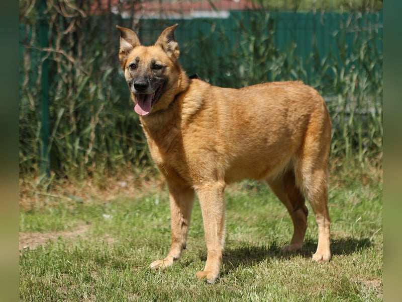 Herzenshündin Cherry ❤️ sucht ihre Menschen